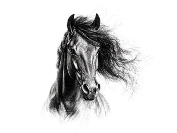 Download 10 Wild Horse Portrait Pencil Sketch Set - Pencil Collection